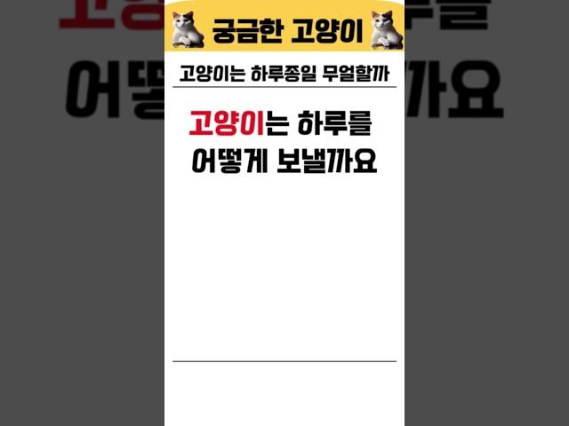 너무나도 궁금한 고양이의 하루일과