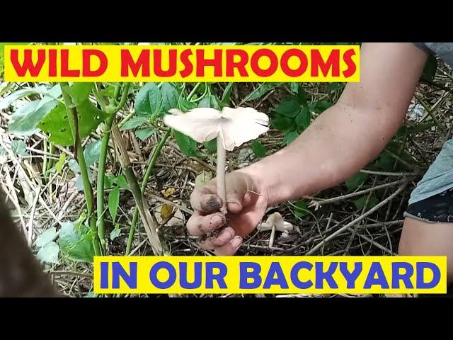 Harvesting Wild Mushrooms in our Backyard