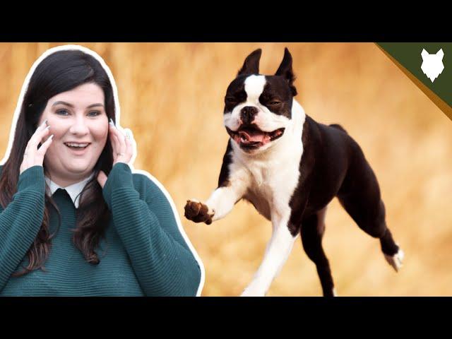 Everything You NEED TO KNOW About The BOSTON TERRIER!