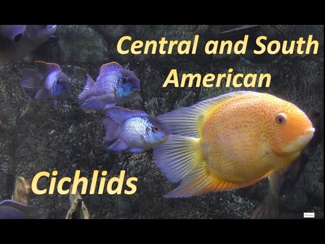 Peace and Beauty with New World Cichlids