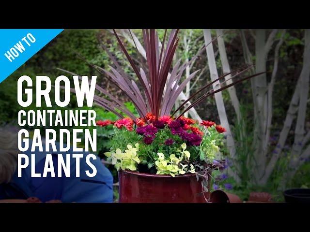 How To Grow Pot Plants in a Container Garden