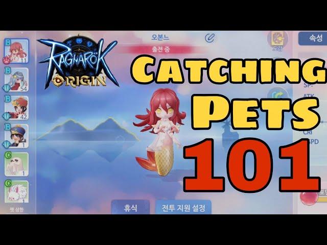 [Ragnarok Origin] Catching all tamable pets!