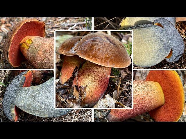 Hexenröhrling Verwechslung | Wann & Wo man Flockis finden kann | Neoboletus erythropus, Schusterpilz