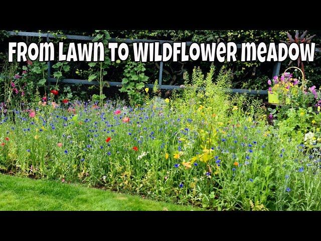 Turning my lawn into a wildflower meadow and spring flower circle / MoggyBoxCraft