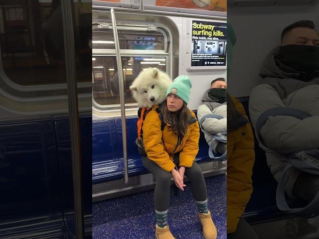 My dog loves riding the subway like this! #dog #samoyed #nyc #shorts