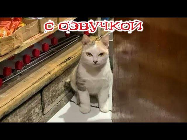 Funny animals! Funniest Cats and Dogs - 161