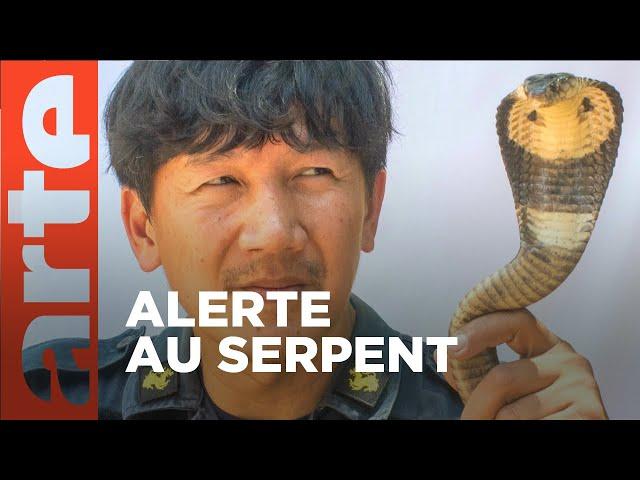 Bangkok, les chasseurs de serpents | GEO Reportage | ARTE