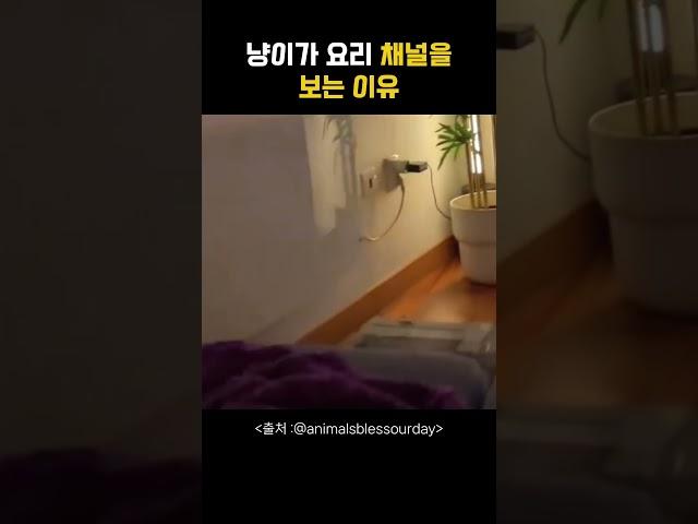 냥이가 요리 채널을 보는 이유