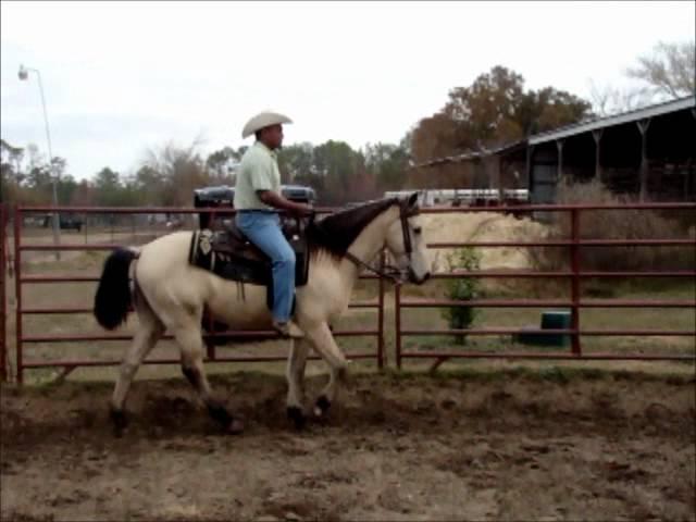 Buckskin gaited gelding in training