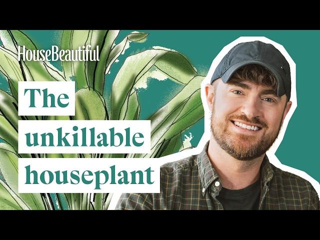 Aspidistra: The Unkillable Cast-Iron Plant – Indoor Plants With Tony Le-Britton | House Beautiful