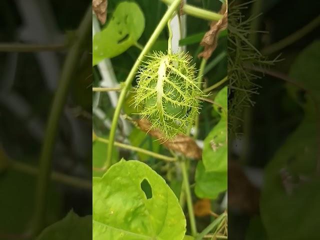 Wild Fruit #fruit #fruits #wildfruits #fruit #nature #natural #highlights #fypシ゚viral #fyp #ytshorts