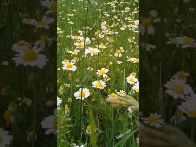 Роашка чарівна