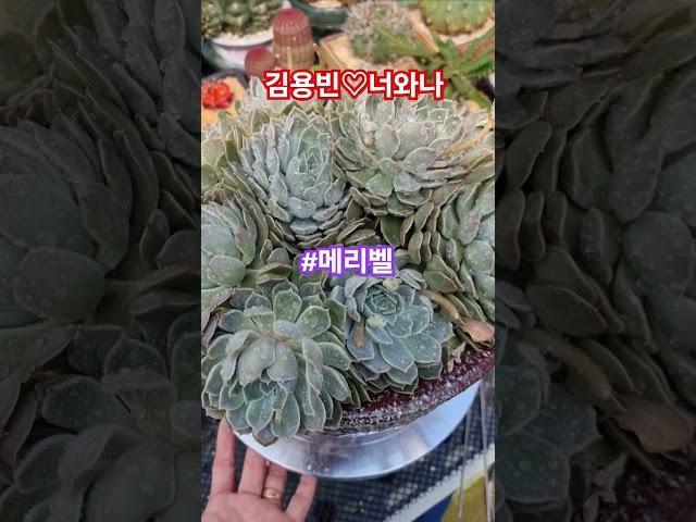 #시나브로 (육이랑냥이랑)#메리벨 #김용빈#너와나