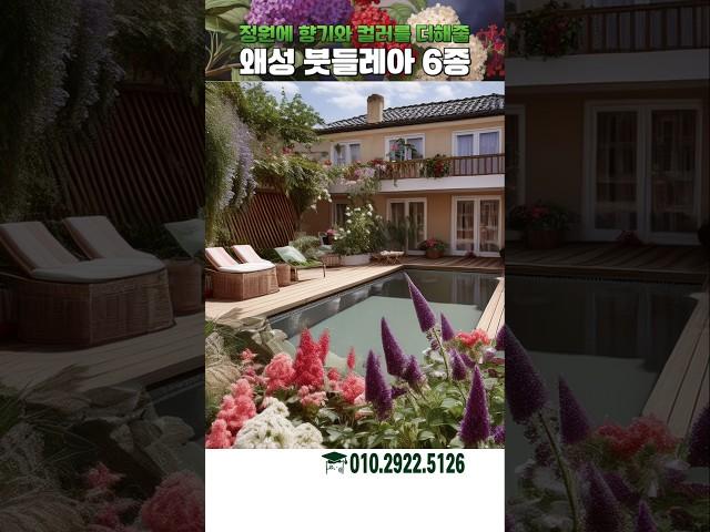 정원에 향기와 컬러를 더해줄 수 있는 왜성 붓들레아 6종 판매 #가드닝 #나무심기 #꽃설명