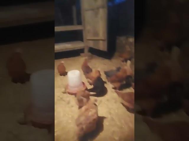 #himanshukashyap #desimurgipalan #viralvideo @viral #poltryform