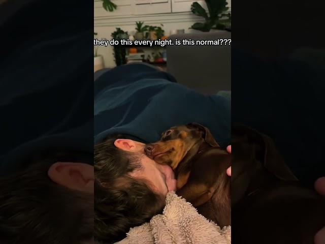 Dachshund’s happy life. #fuuny #dog #cute #foryou #usa