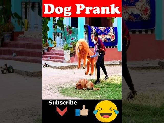  Fake Lion Prank Dog How they Reaction , Funny Can't Stop Laugh 