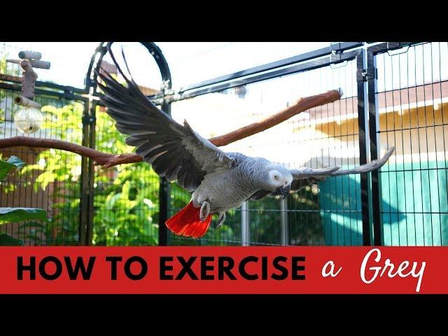 Watch Smokey Fly in her Aviary