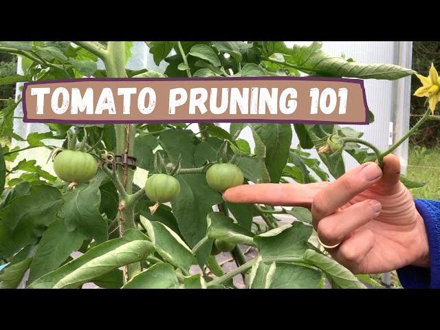 Tomato PRUNING 101|Trying out a new pruning technique