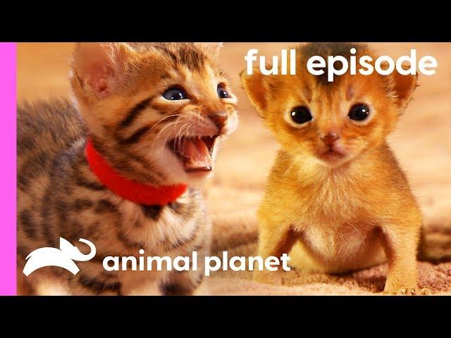 Persian, Bengal, and Abyssinian Kittens | Too Cute! (Full Episode)