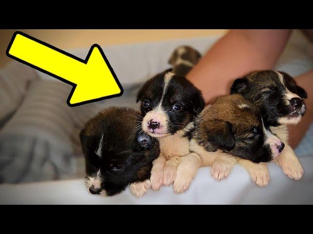 We Rescued a Box Full of Puppies