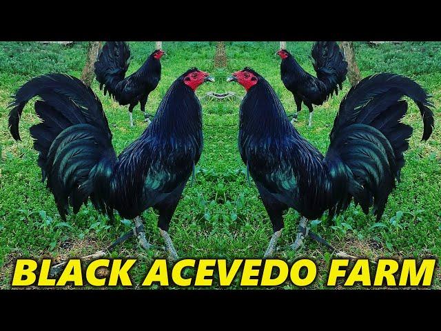 Nice Black Juan Acevedo Farm - Beautiful Birds