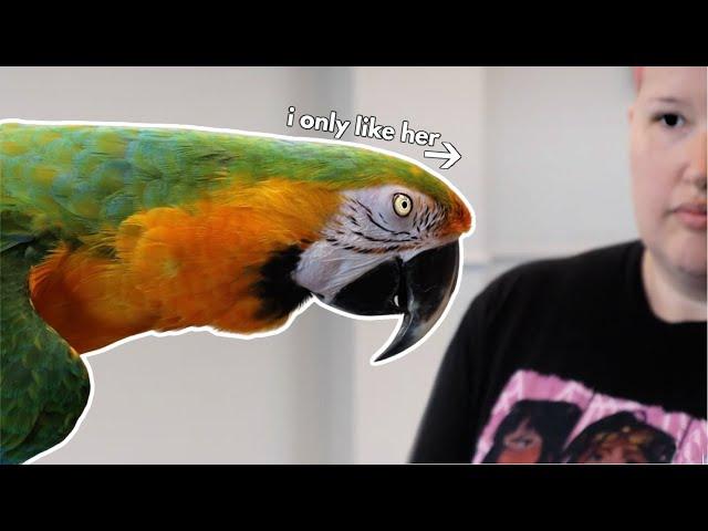 What to do if Your Parrot HATES Your SPOUSE!