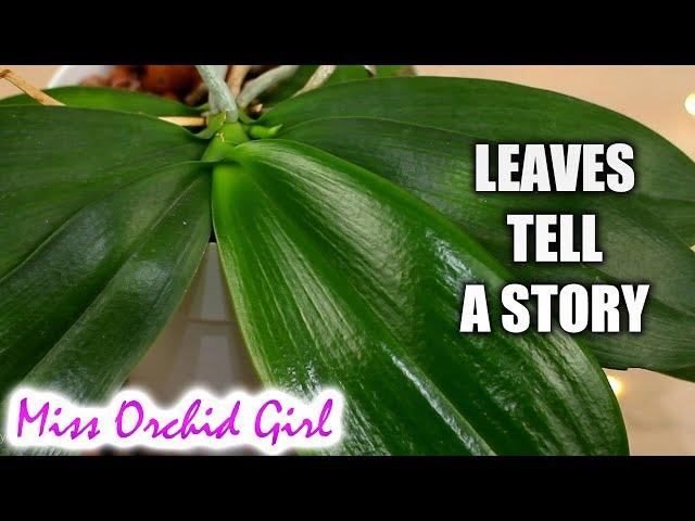 How to know what's wrong with a Phalaenopsis Orchid from its leaves