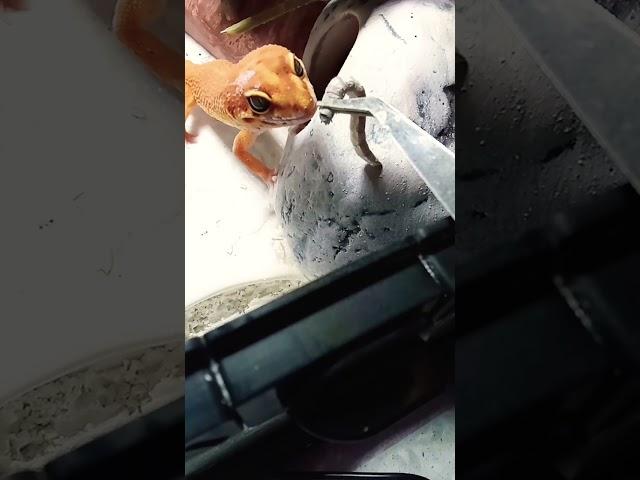 Зофобас! НЯМ! ️ #music #эублефар #счастье #lizard #питомец #gecko