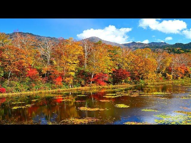 雲海と紅葉が美しい秋の志賀高原・4K