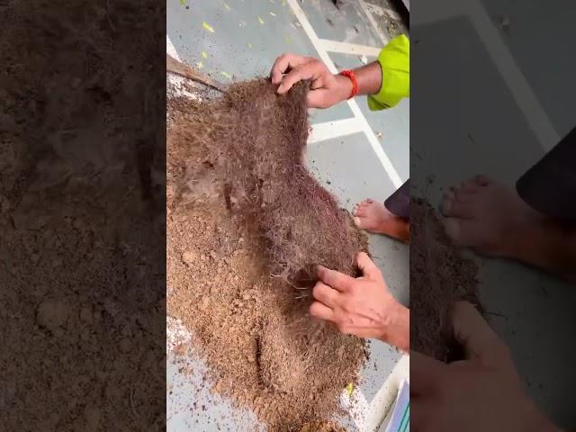 Can you believe it ? These are old roots.. How to separate soil from old roots ? #roots #plantsroots
