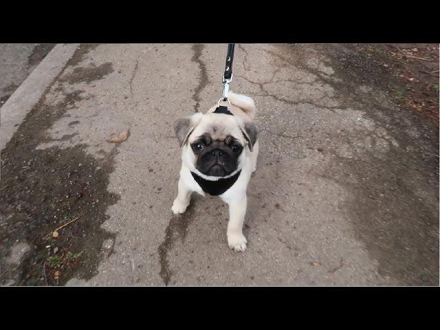 Pug puppy first walk!