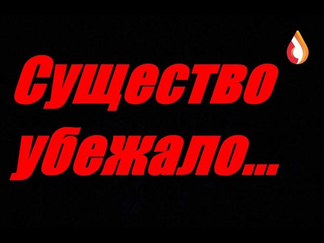 Существо убежало