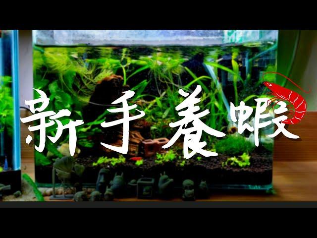 【岳來悅蝦】新手養蝦蝦開缸教學!｜建立我的第一個水草蝦缸｜超療癒水族箱｜極火蝦缸｜水草｜水妖精｜新大珍珠草｜鐵皇冠｜水蘭｜尖葉葉底紅