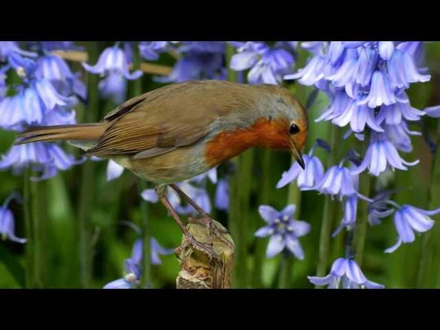 Panasonic GH3 HD nature, wildlife & macro library clips by Steve Downer