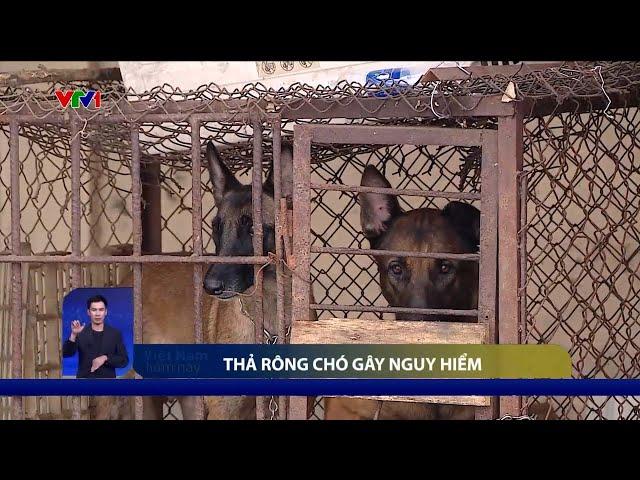 Vụ chó cắn bé 5 tuổi tử vong: Chó tấn công người - Lỗi ở chủ chó | VTV24