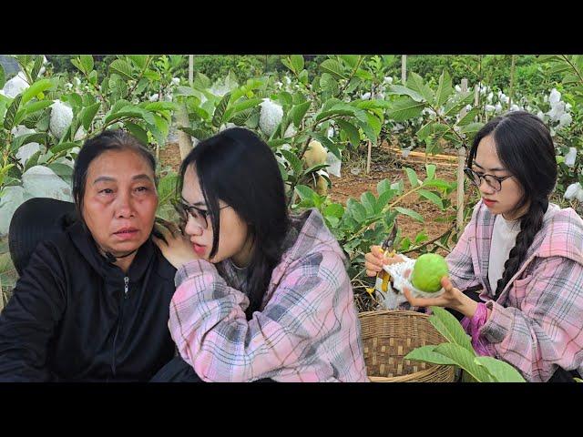 Guava Season Begins: Finding Aunt Tam in the Damp Market - An Emotional Reunion with Foster Mother