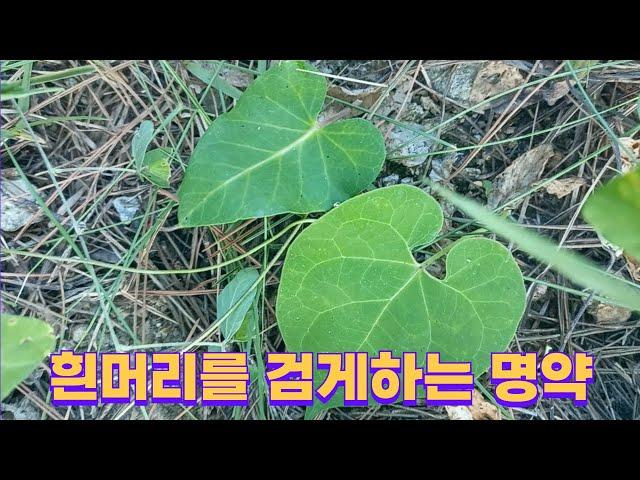 백하수오외 2종 (중국의 3대 명약 찾기)