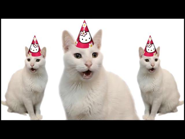 HAPPY BIRTHDAY FROM THE CATS