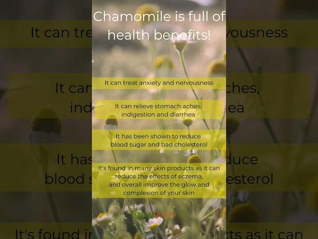 Cup of chamomile a day may help reduce inflammation,  lower diabetes risk, relieve menstrual cramps