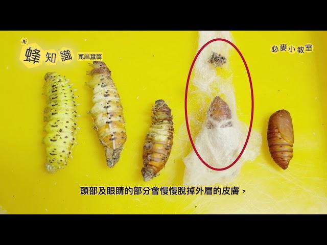 「蜂知識」第三集蓖麻蠶