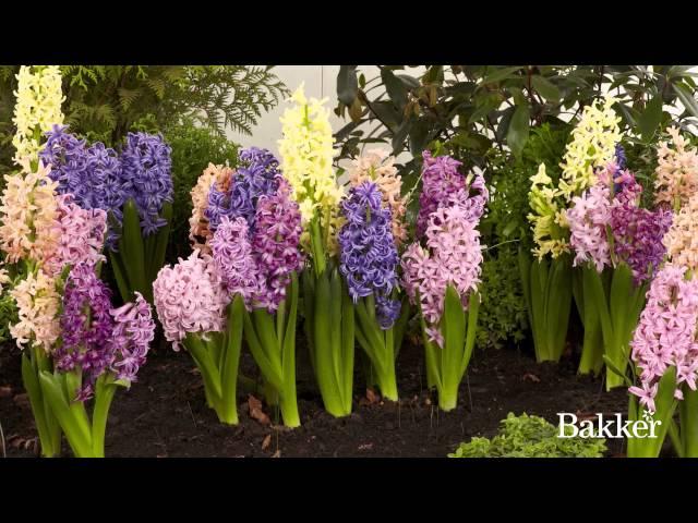 Timelapse - Hyacinth Mixed