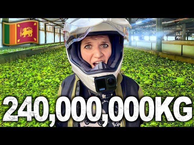 The Secret Behind 240,000,000KG of Tea (Motorcycling Sri Lanka) Ep.4