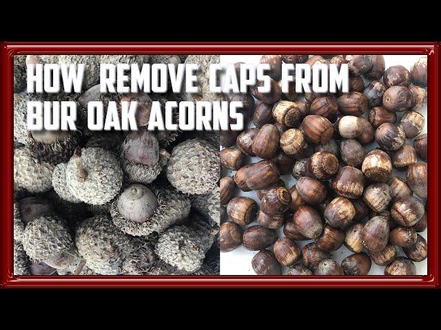 How To Remove Caps From Bur Oak Acorns