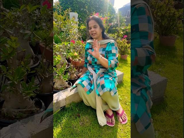 Adeniums tips #shortsvideo #garden #gardening #adenium