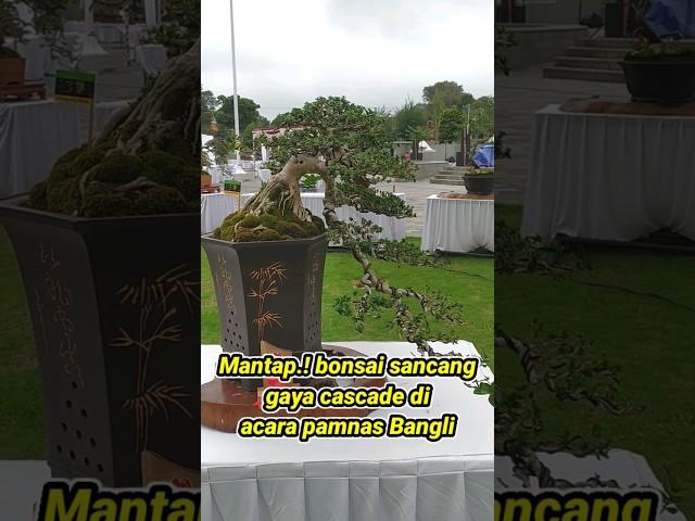 Mantap.!? inspirasi bonsai sancang semi cascade di acara kontes bonsai di Bangli