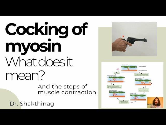 Cocking of myosin and the steps of muscle contraction