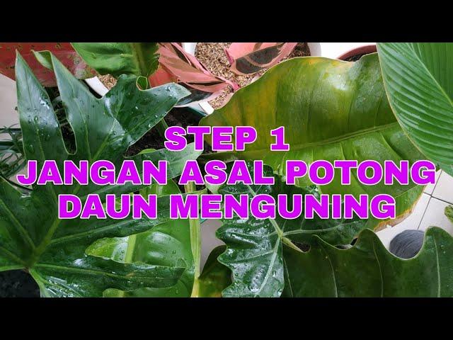 Tips Merawat Tanaman Hias Agar Segera Tumbuh Daun Baru #Step 1 - KEBUNCILIK