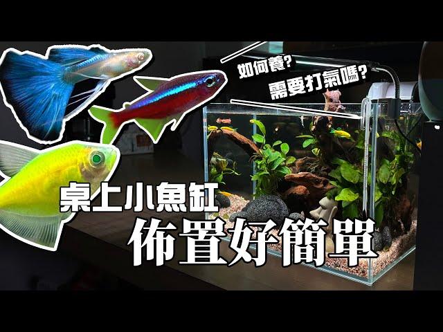 新手養魚第一缸!馬上上手!魚缸佈置好簡單-----【憩魚水族】