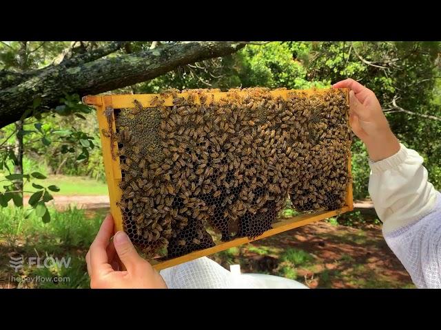 Queenless hive? Installing a queen 